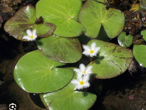 Nymphoides indica - planta aquática muda jovem