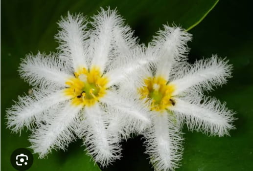 Nymphoides indica - planta aquática muda jovem