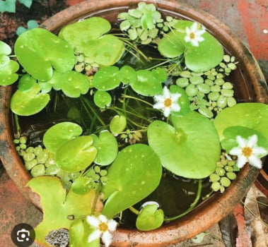 Nymphoides indica - planta aquática muda jovem