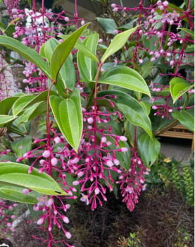 Medinilla ' Bella'