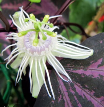 Passiflora trifasciata 10cm