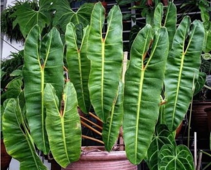 Philodendron billitiae importado muda com 12cm