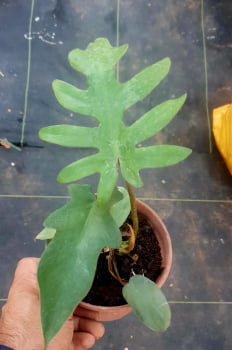Philodendron Bipinnatifidum -muda 20cm