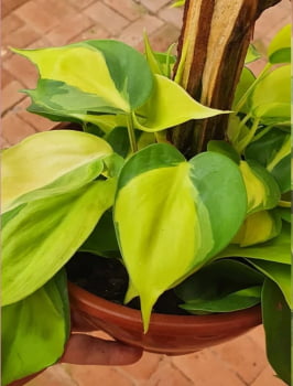 Philodendron Brasil 