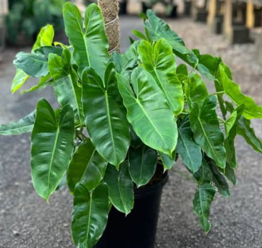 Philodendron burle marx/ muda jovem Philodendron burle marx/ muda jovem