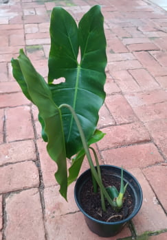 Philodendron burle marx/ muda jovem