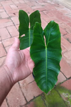 Philodendron burle marx/ muda jovem