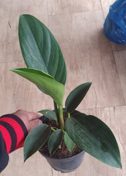 Philodendron angolano