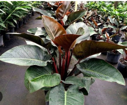 Philodendron congo caule red