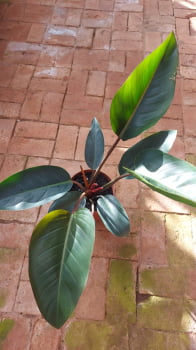 Philodendron congo caule red