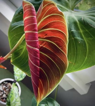 Philodendron el choco red