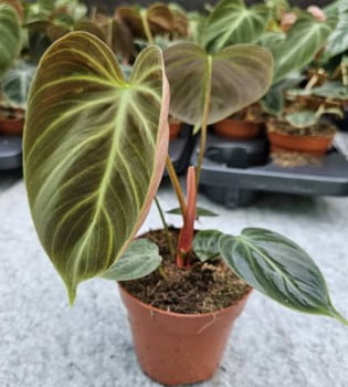 Philodendron el choco red