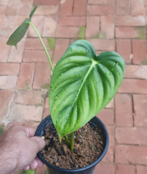Philodendron Macdowell