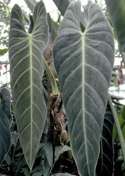 Philodendron melanochrysum 