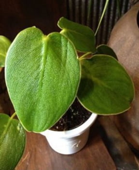 Philodendron Rugosum - Ping Skin