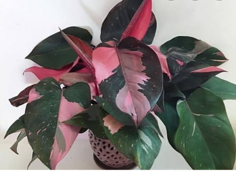 Philodendron Pink Princess - muda joven 30cm