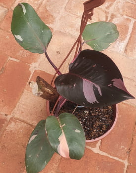 Philodendron Pink Princess - muda joven 30cm
