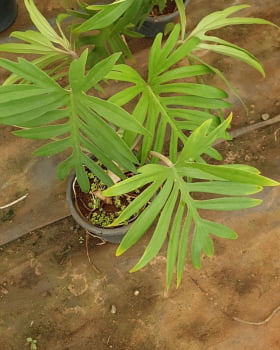 Philodendron radiathum 