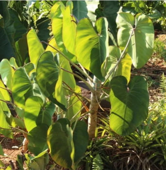 Philodendron Ricardoi