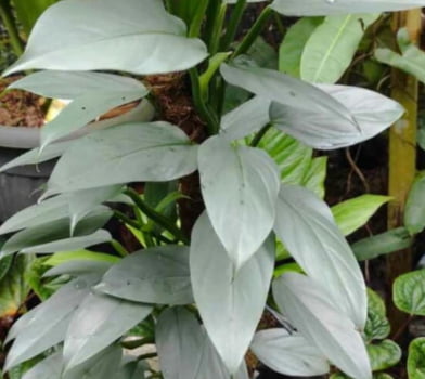 Philodendron silver sword Philodendron silver sword