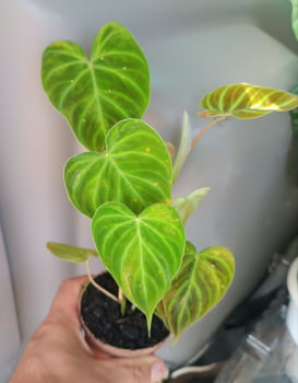 Philodendron verrucosum -muda jovem 