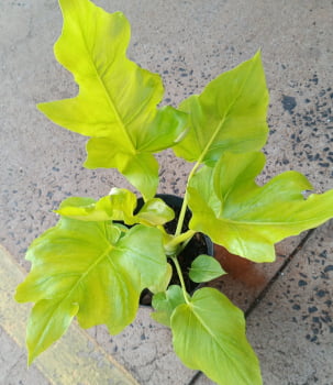 Philodendron warscewiczii aurea