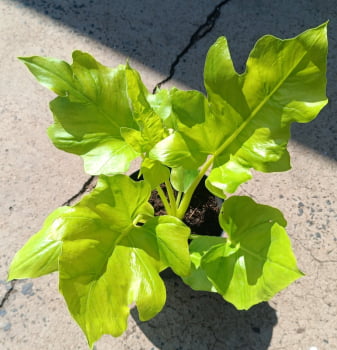 Philodendron warscewiczii aurea