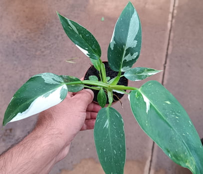 Philodendron white prince-20cm