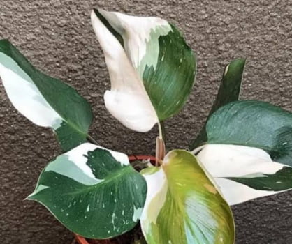 Philodendron white prince-20cm