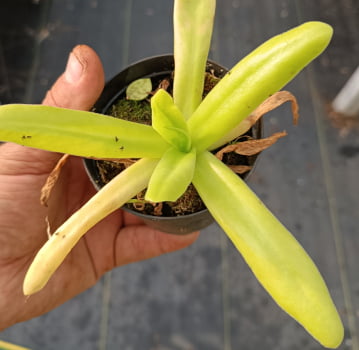 Pinguicula primuliflora -muda jovem com 10cm