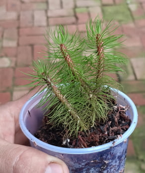 Huperzia Mandiocanus - muda jovem 10cm