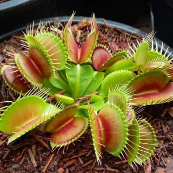 Planta carnívora -dioneia - muda 6a7cm