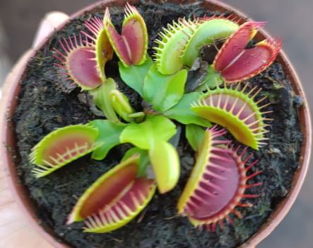 Planta carnívora -dioneia - muda 6a7cm