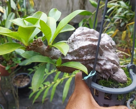 Planta formiga-mymercodia echinata
