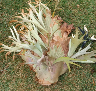 Platycerium regina