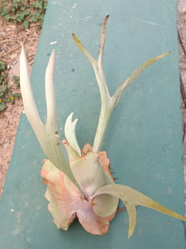 Platycerium regina