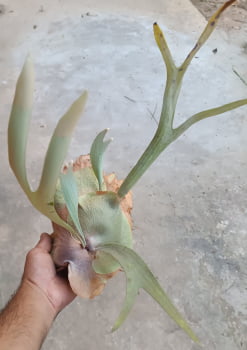 Platycerium regina