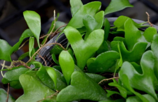 Pyrrosia sp vietnan Pyrrosia sp vietnan