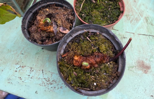 Samambaia crespa Pedro russo - ,Rizoma 2a3cm