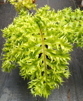 Samambaia crespa Pedro russo - ,Rizoma 2a3cm