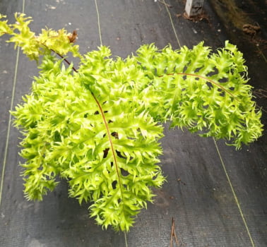 Samambaia crespa Pedro russo - ,Rizoma 2a3cm