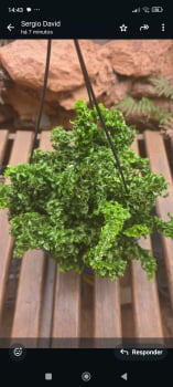 Samambaia Ariane Samambaia Ariane