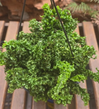 Samambaia Ariane Samambaia Ariane