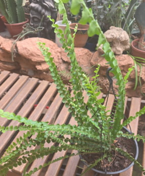 Samambaia duffi long