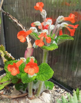 Sinningia bullata ' muda jovem