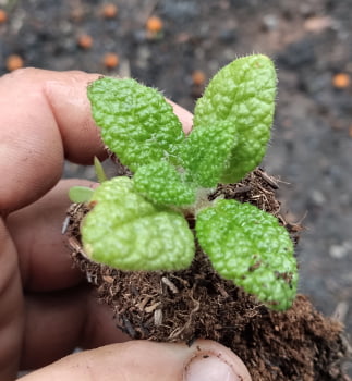 Sinningia bullata ' muda jovem