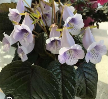 Sinningia eumorpha lilás 