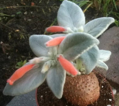 Sinningia leucotrichia 
