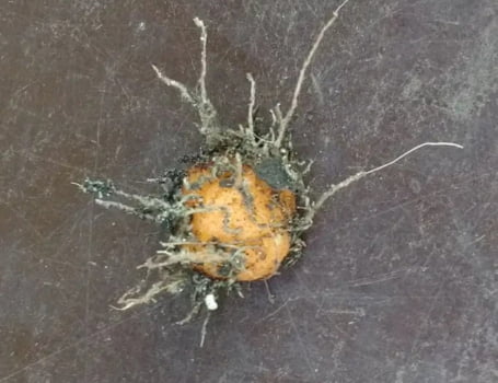 Sinningia leucotrichia 