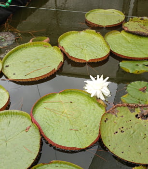 Vitoria regia - planta aquática muda 40cm